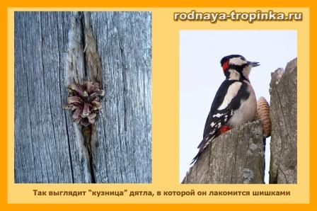 Какие птицы бывают?