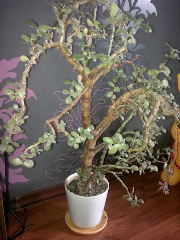 Помогите оживить!