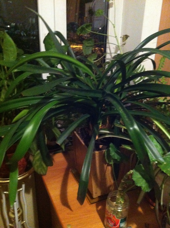 Что за цветики?