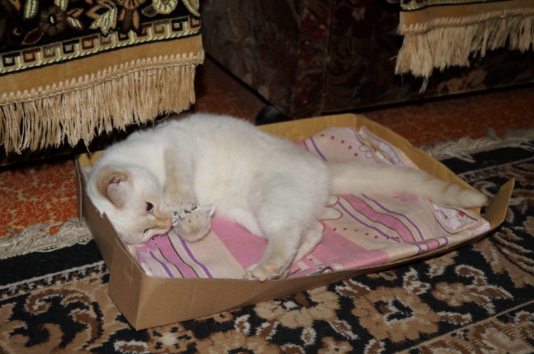 У нас поселилась подружка - кошка )))