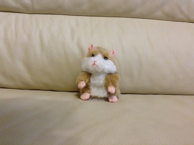 А вот и говорящий хомяк.