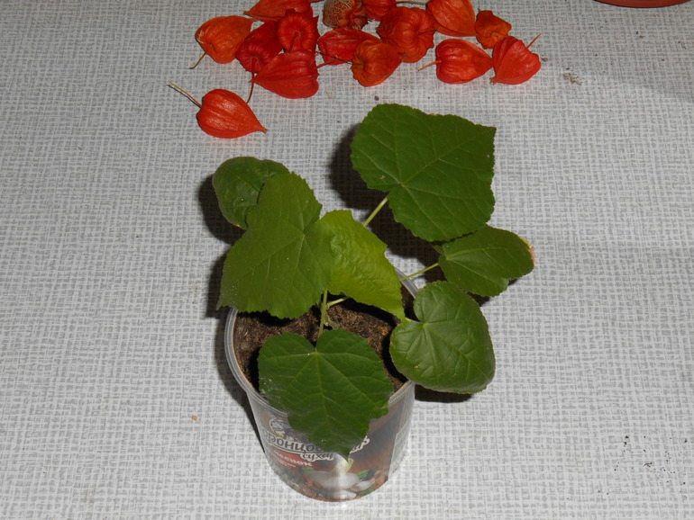 Поогите опознать