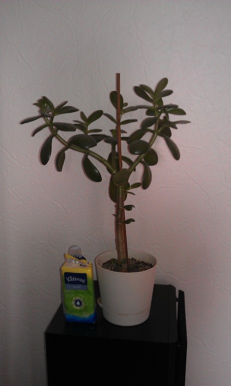 Толстяночка.