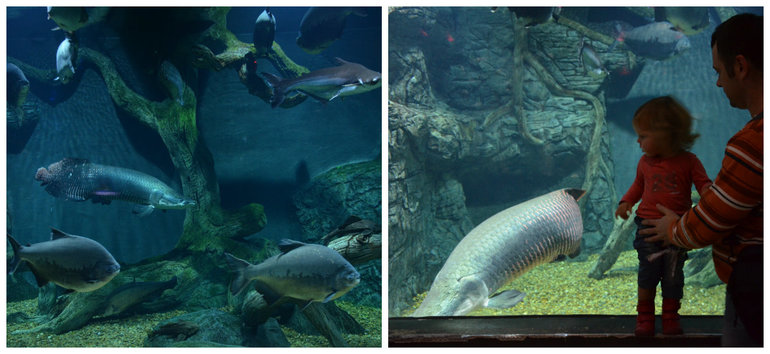 Океанариум №2 РИО