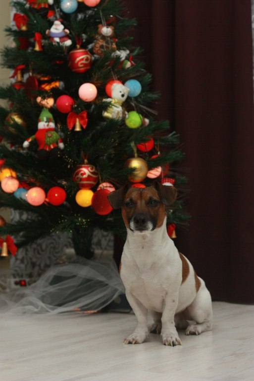 И я решила выложить свою щенюлю