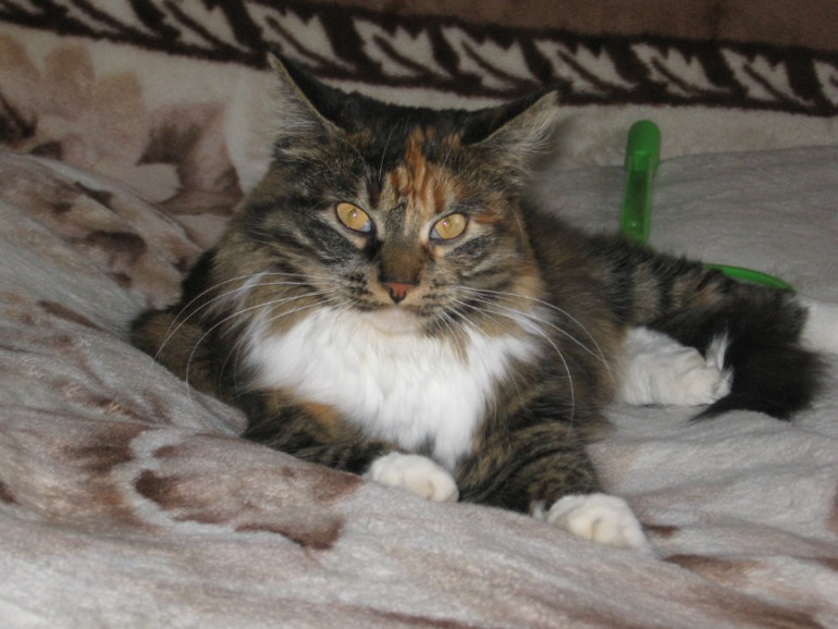 Каким кормом кормить?