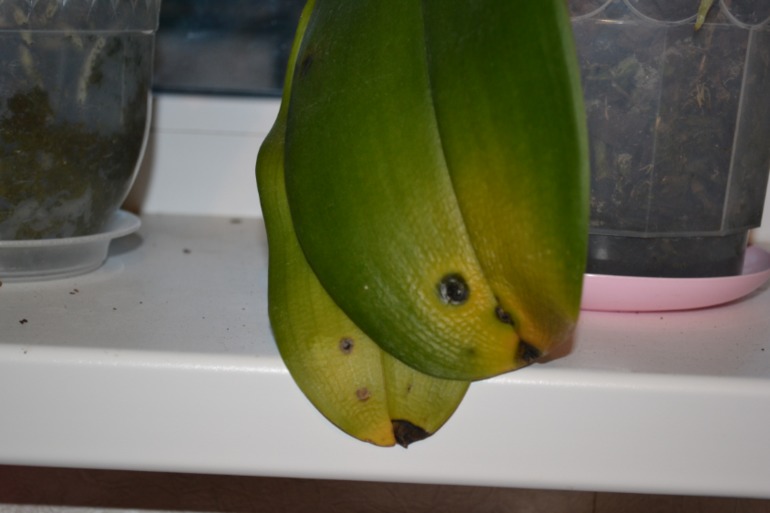 Беда с орхидейкой :(