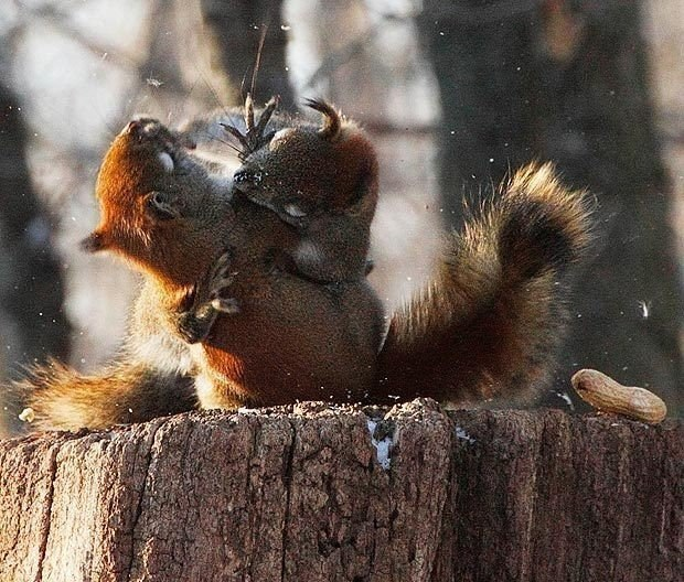 Где можно покормить белок с рук