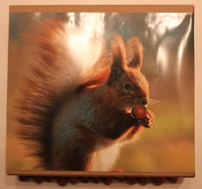 Как накормить белку