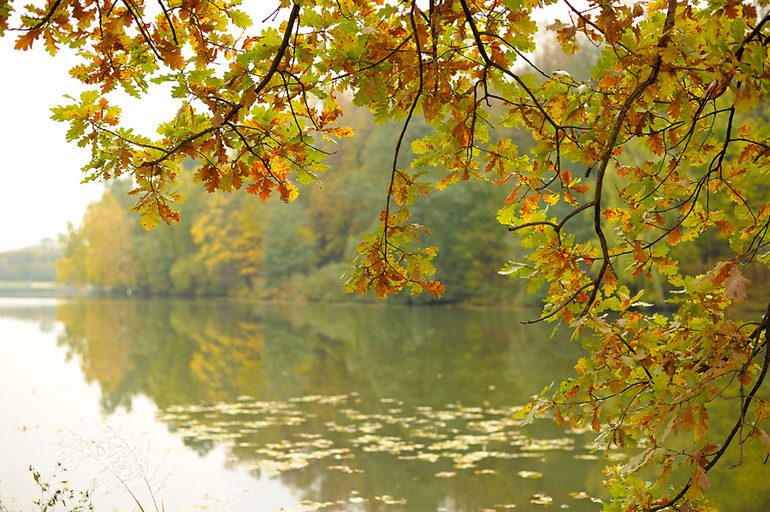 Осень в парке