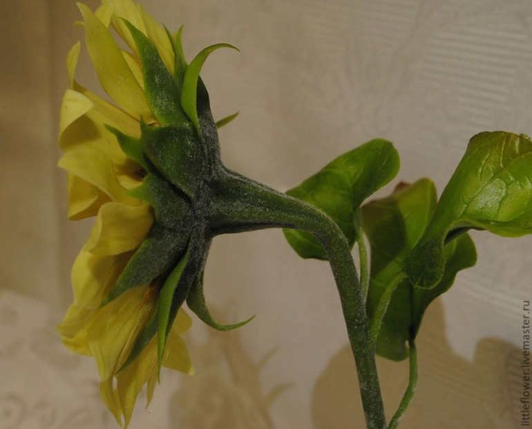 Самый солнечный цветок - Подсолнух