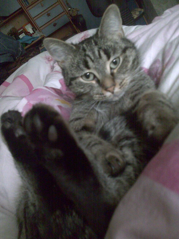 как откормить кошку?