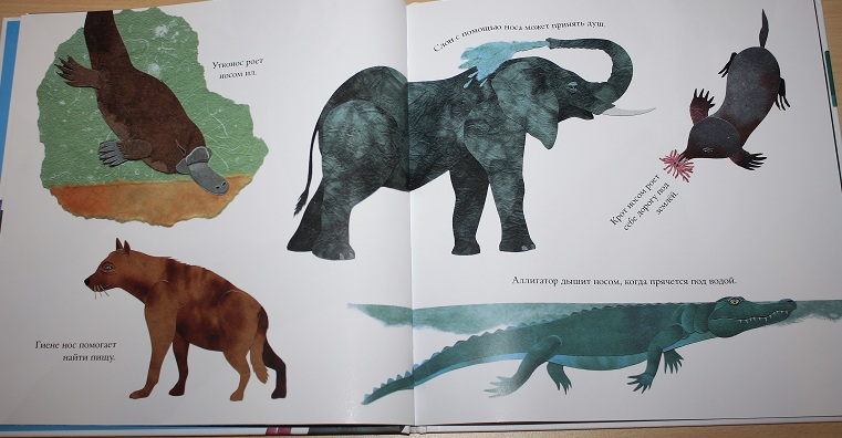 Про не только хвосты, носы и уши ))