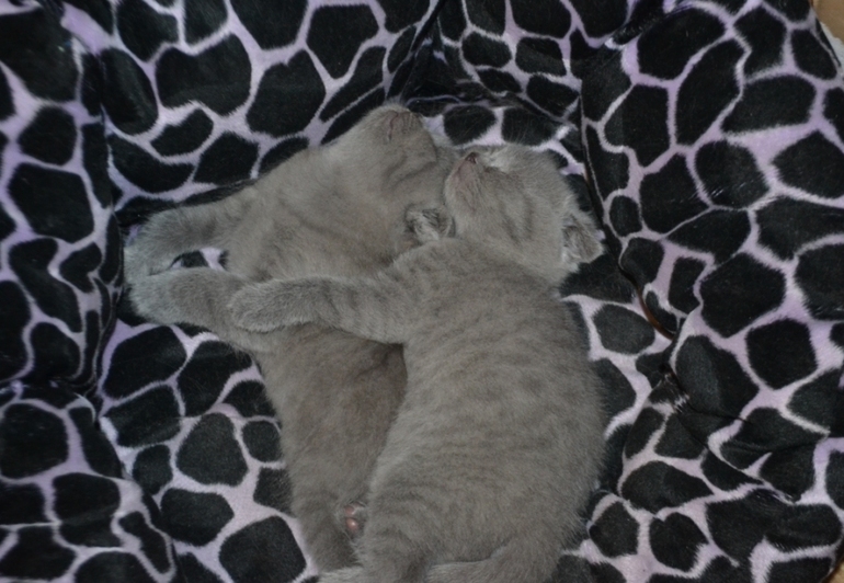 Как  обещала,рассказываю и показываю пупсов)))