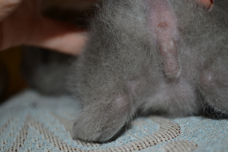 Девочки,помогите определить пол котят.....