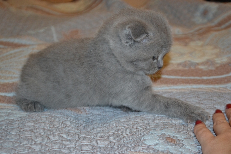 Как  обещала,рассказываю и показываю пупсов)))