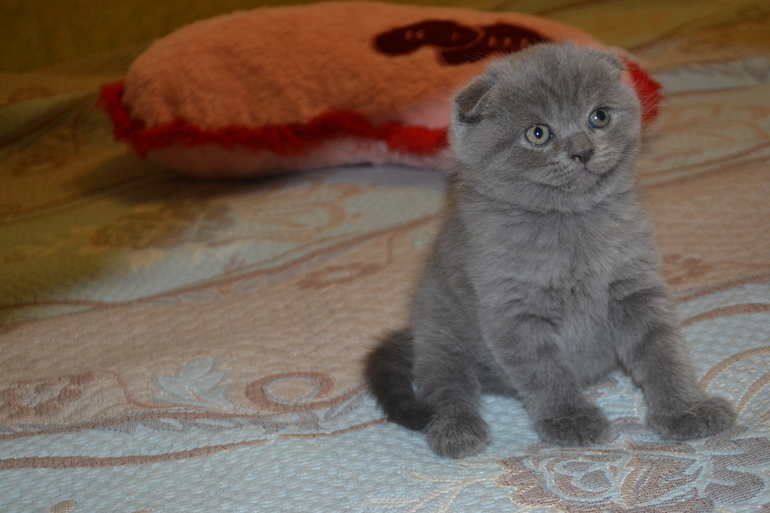 Как  обещала,рассказываю и показываю пупсов)))