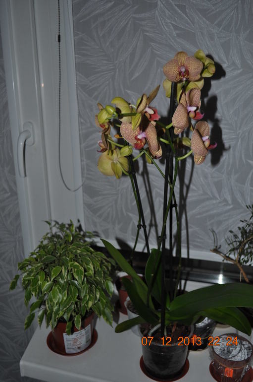 Небольшое пополнение