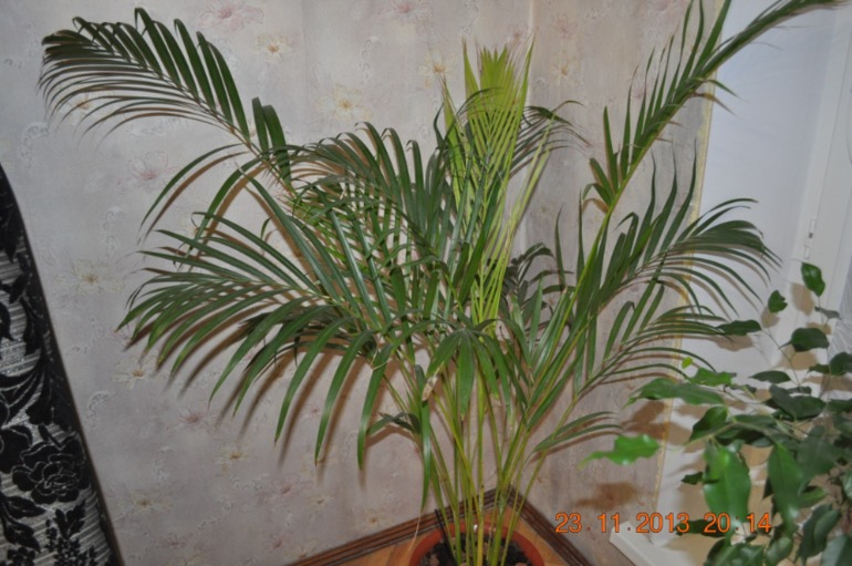 Новенькая в ваших рядах ))) Хвалюсь и жалуюсь