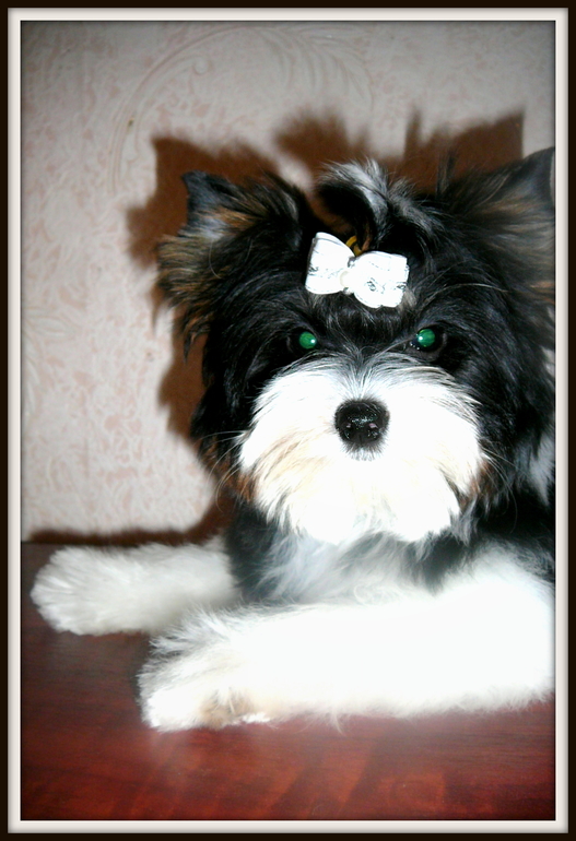 РАШЕН ГОЛД БЛАНШЕРИ БРАЙТ завтра едем на ЙОРК ШОУ.