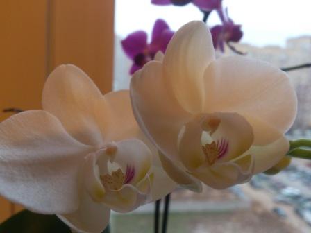 Расцвела моя красотка.