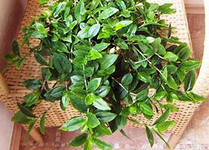 А можно ли.....?