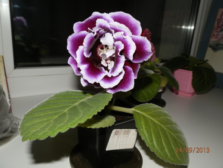 Зацвели глоксинии