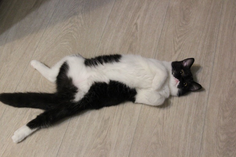 вот какие мы стали! и пару вопросов к кошатникам!!?