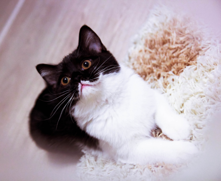 вот какие мы стали! и пару вопросов к кошатникам!!?