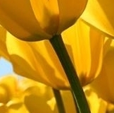 Ряды женское