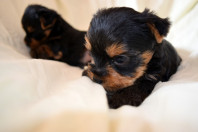 Щенки йоркширского терьера