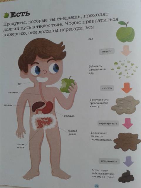 Картинка мальчика и девочки анатомия