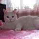 СветиК