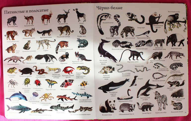 1000 животных мира
