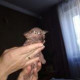 Красавчики Сфинкс