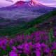Марианна Курлюк
