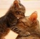 Nata