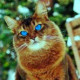 Chestnutcat
