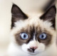 KattyKat