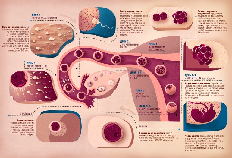 процесс оплодотворения яйцеклетки
