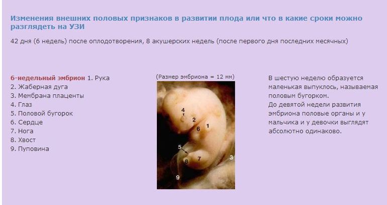 раннее определение пола