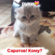 Катёна