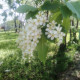 Ксения