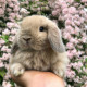 Lesya
