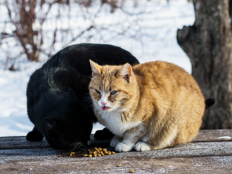 Парковые кошечки