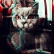Кот Добрый