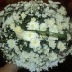 Татьяна Долгополова