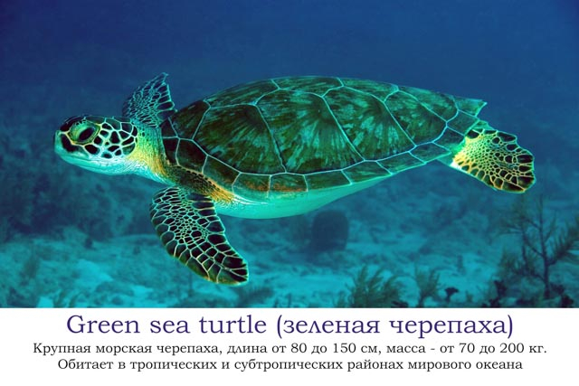 Наша африканская неделька