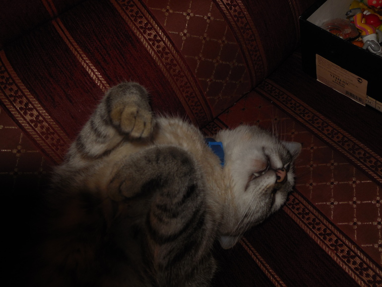 Котэ внука
