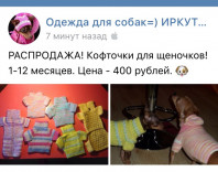 одежда для той-терьера